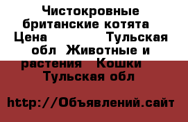 Чистокровные британские котята › Цена ­ 12 000 - Тульская обл. Животные и растения » Кошки   . Тульская обл.